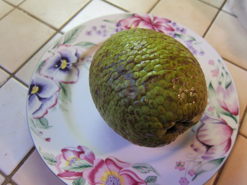 breadfruit