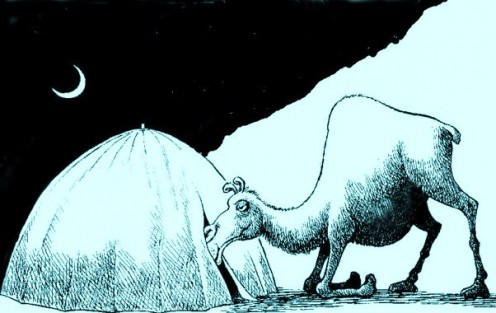 camel