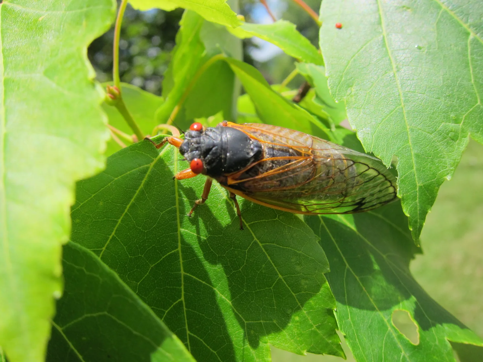 cicada