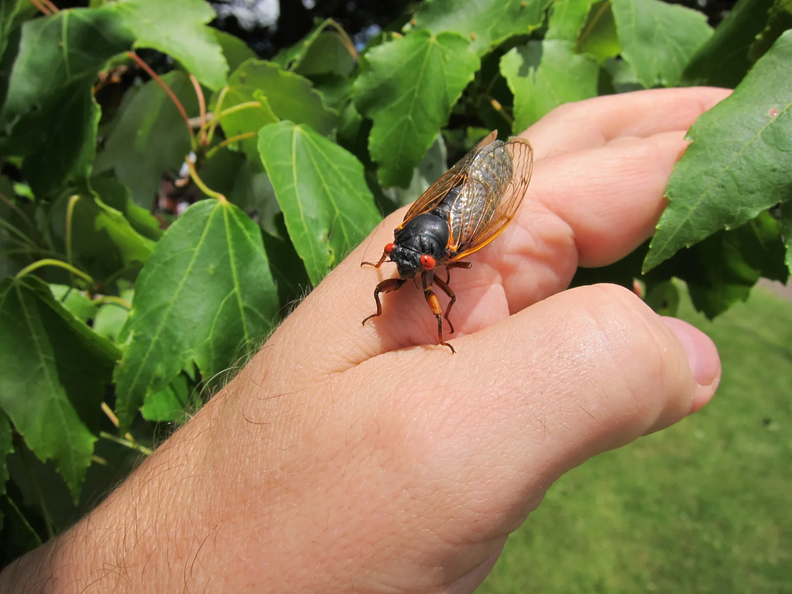 cicada2