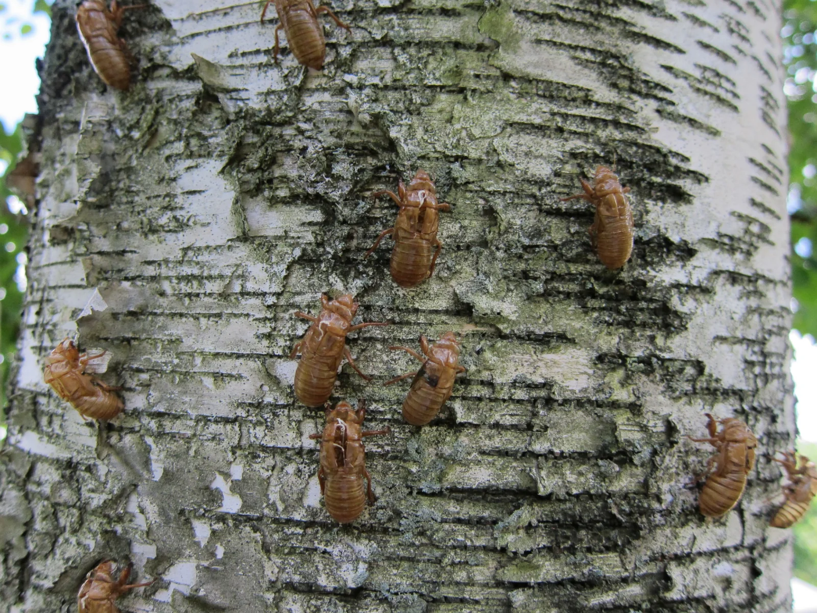 husks