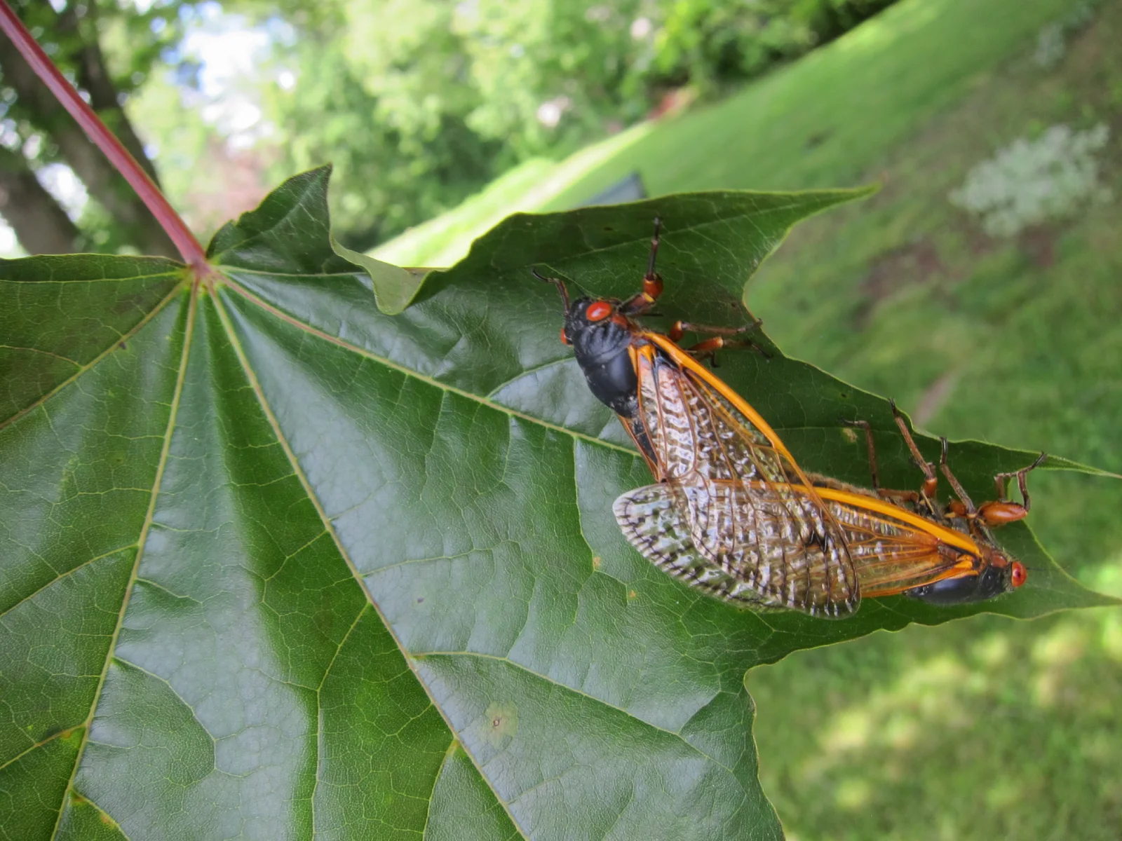 mating_pair