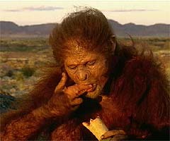 homo_habilis