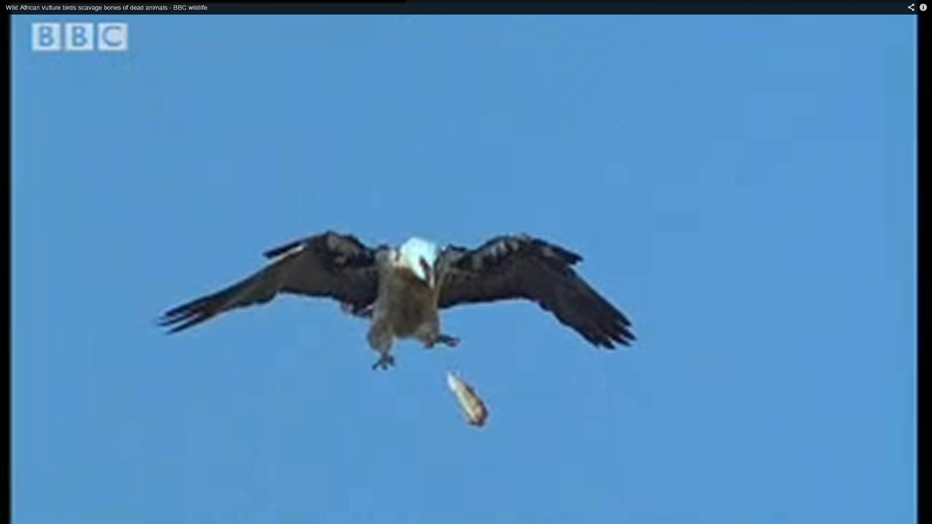 vulture
