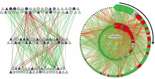 A coplex regulatory network