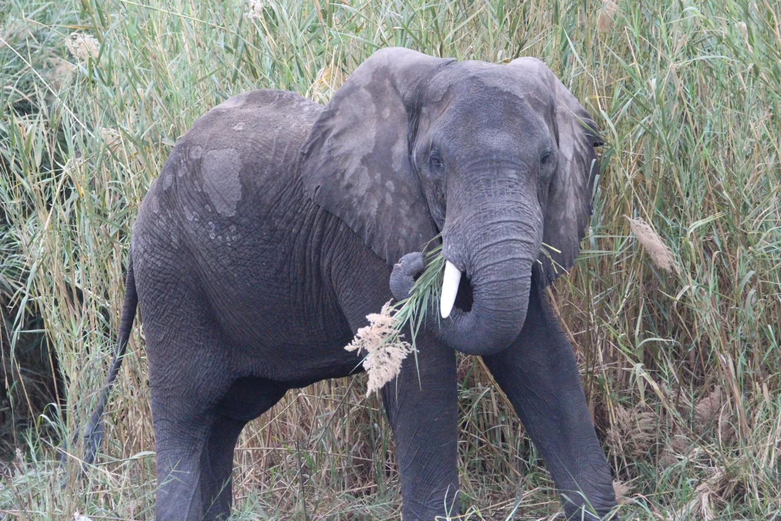 elephant