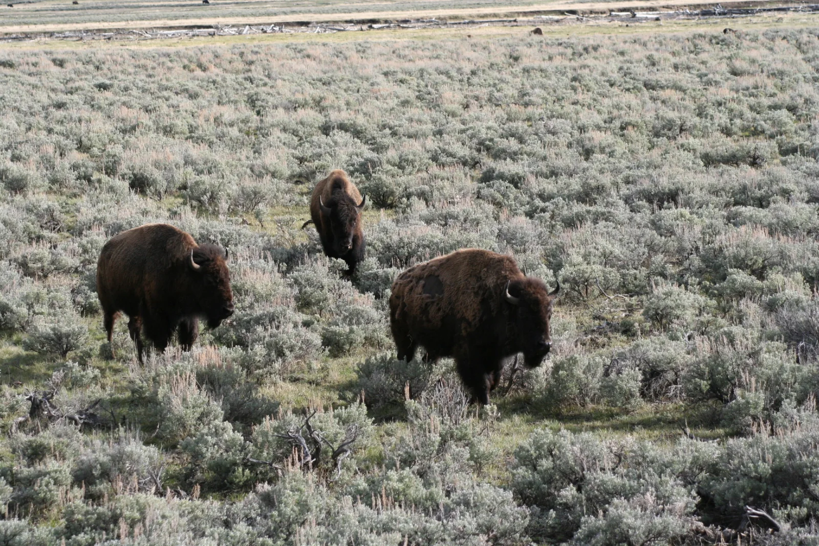 Yellowstone