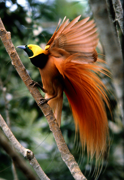 20_RaggianaBoP_Paradisaea_raggiana_env