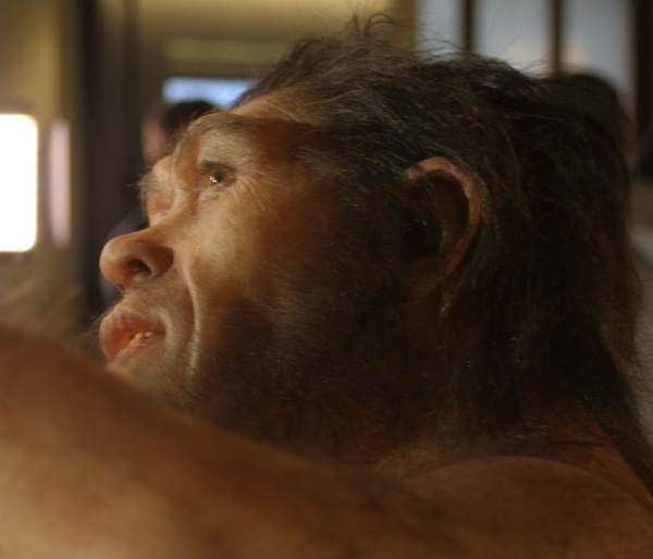 daynes-erectus-reconstruction-closeup-2013